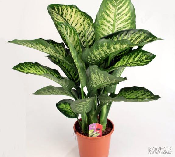 دیفن باخیا (Dieffenbachia): روش نگهداری + بهترین قیمت | گل آپارتمانی گل باما دیفن باخیا (Dieffenbachia): روش نگهداری + بهترین قیمت | گل آپارتمانی گل باما