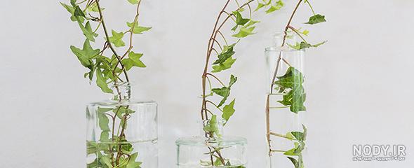 راهنمای صفر تا صد پرورش و نگهداری پیچک در خانه + مشکلات راهنمای صفر تا صد پرورش و نگهداری پیچک در خانه + مشکلات