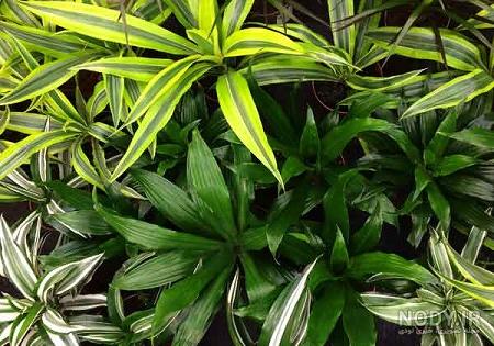 روش نگهداری گیاه پیچک سفید (convolvulus-cneorum) |گُل‌سِتان
