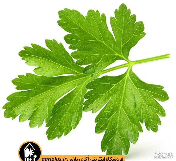 شگفت انگیزترین خواص جعفری