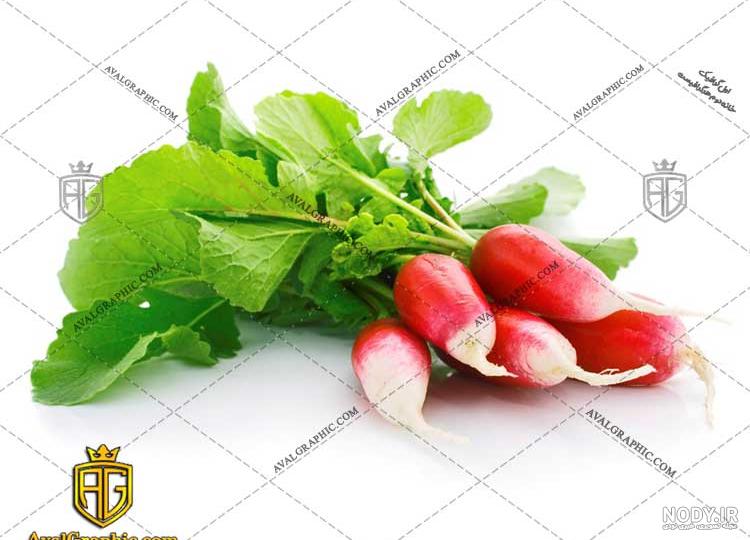 طراحی برگ‌های جعفری با آبرنگ روی پس‌زمینه سفید وکتور با دست 1228990