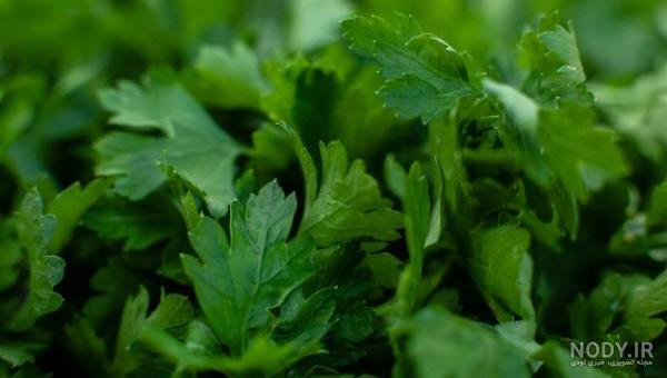 طرز تهیه خشک کردن سبزی (جعفری) ساده و خوشمزه توسط فاطمـــہ مصطفایی 🌸 -  کوکپد
