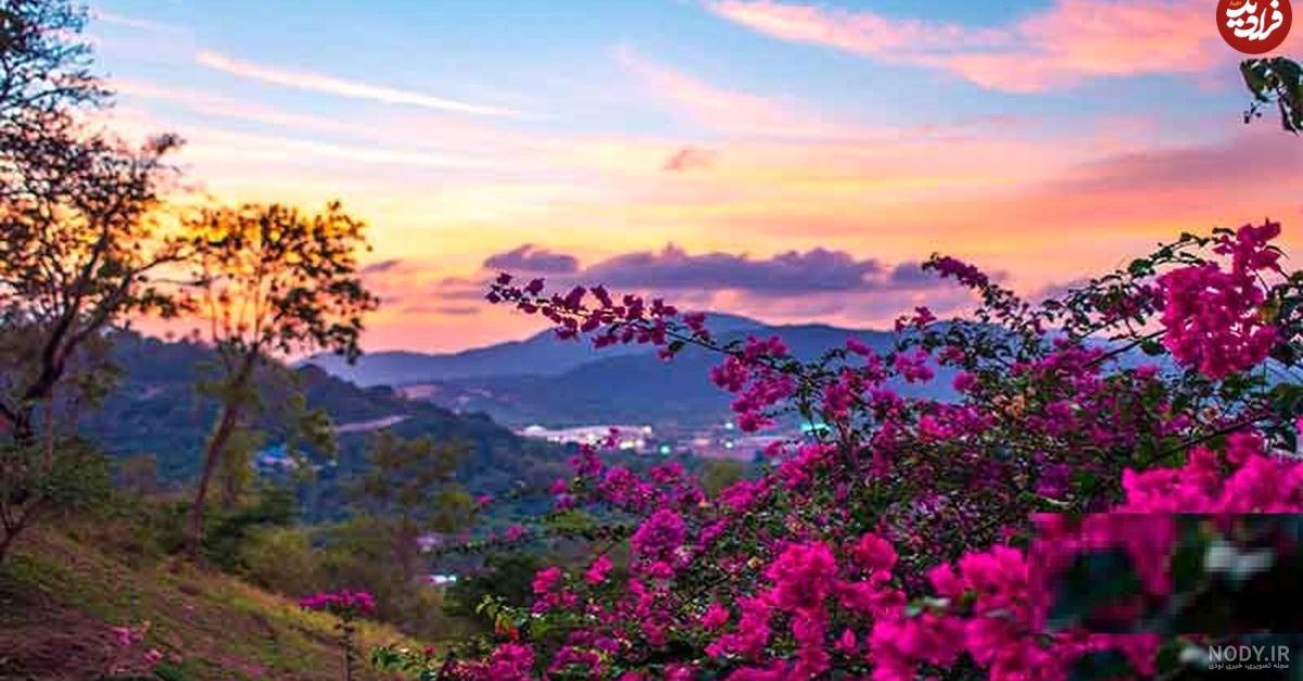 عکس از بهار زیبا