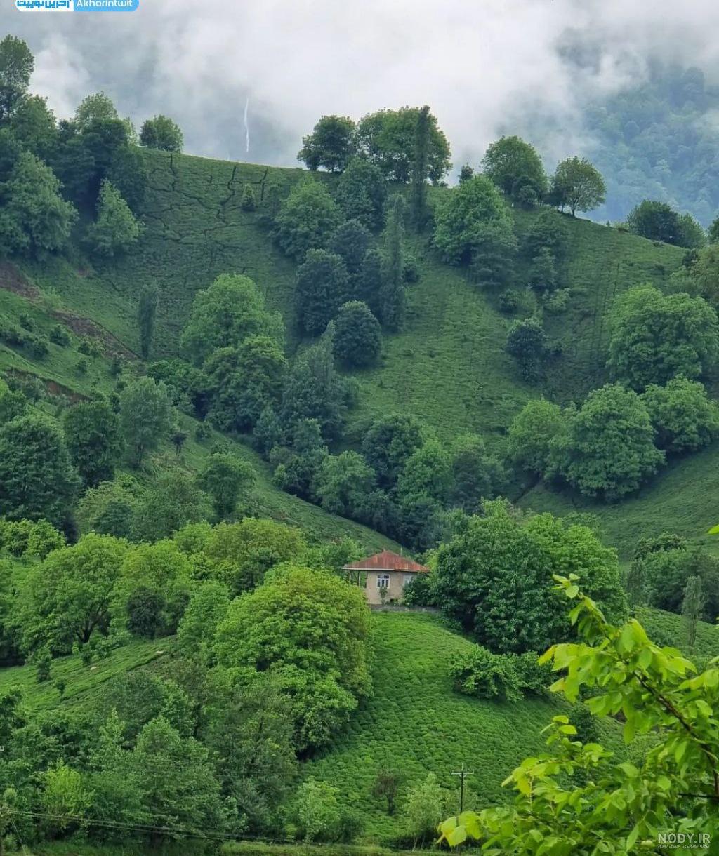 عکس از طبیعت و جنگل
