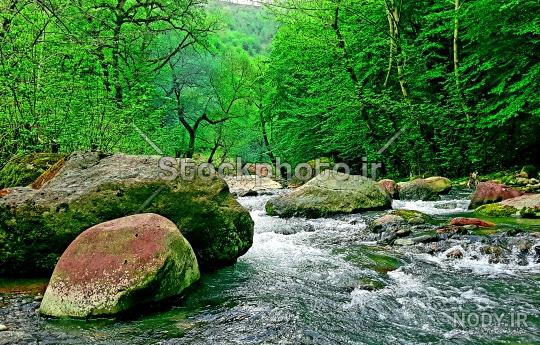 عکس از طبیعت جنگلی