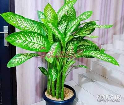 عکس از گل دیفن باخیا