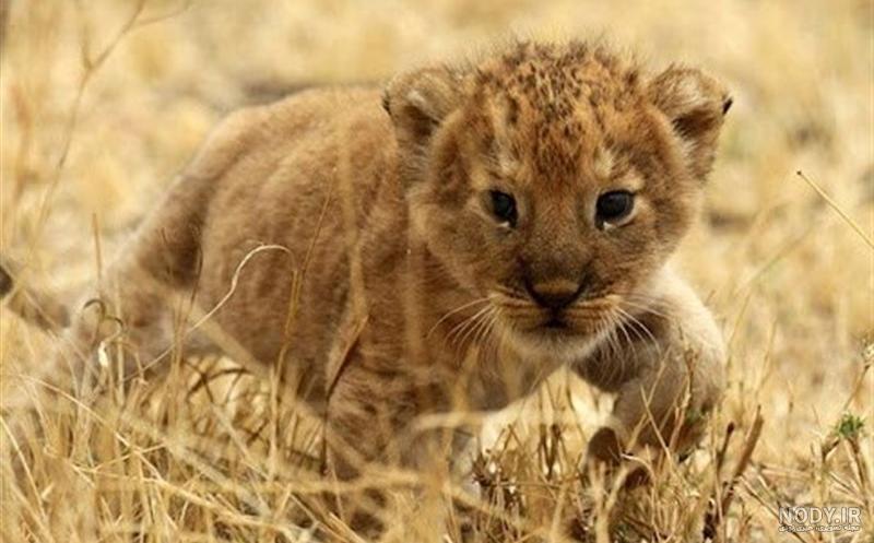 عکس بچه شیر ماده