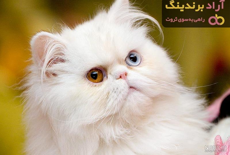 عکس های ترسناک از گربه
