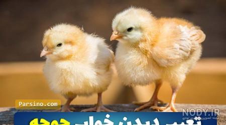عکس جوجه رنگی مرده