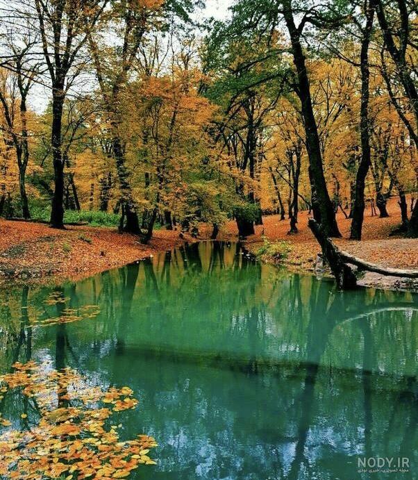 عکس های زیبا و دیدنی از جنگل ها