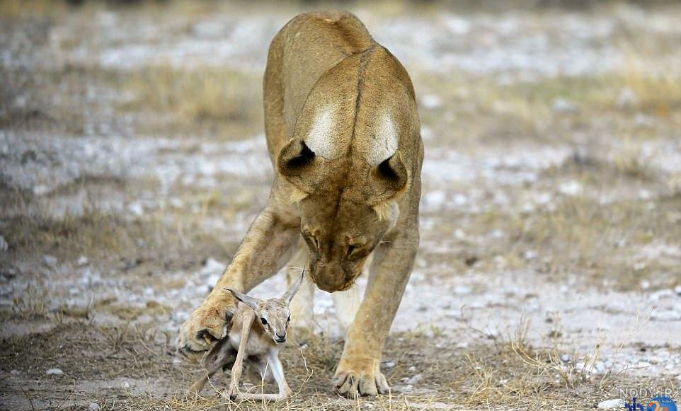 عکس شیر🦁دانلود 21 عکس شیر جنگل با کیفیت بالا
