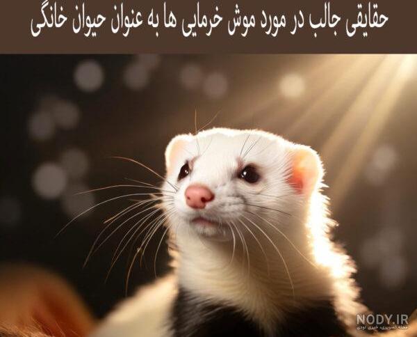 عکس موش خرما خانگی عکس موش خرما خانگی