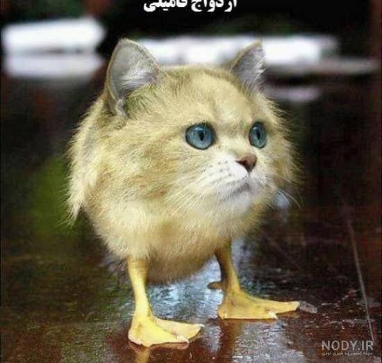 عکس پروفایل خنده دار دخترونه و پسرونه بدون متن برای تلگرام و اینستاگرام و  واتساپ
