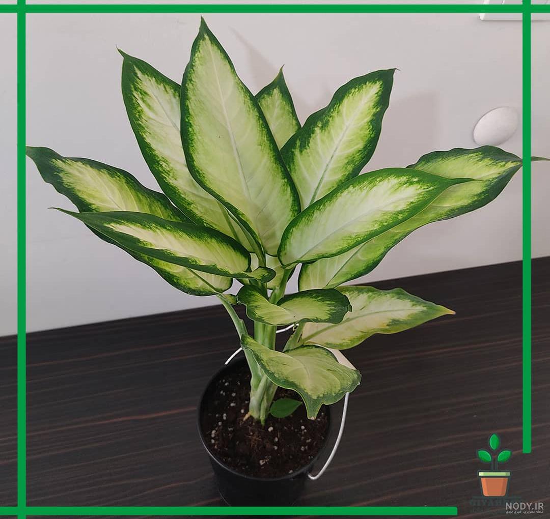 عکس گل دیفن باخیا در خانه عکس گل دیفن باخیا در خانه