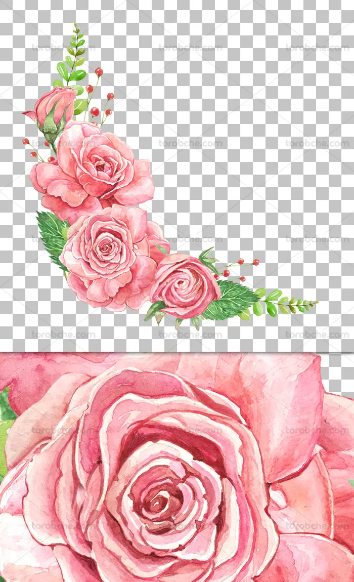عکس گل رز قرمز و صورتی - دیجیت باکس - DigitBox عکس گل رز قرمز و صورتی - دیجیت باکس - DigitBox