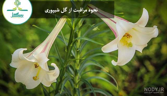 عکس گل لاله قرمز تکی - عکس نودی عکس گل لاله قرمز تکی - عکس نودی