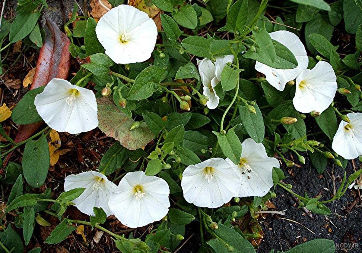 عکس گل پیچک رونده - عکس نودی عکس گل پیچک رونده - عکس نودی