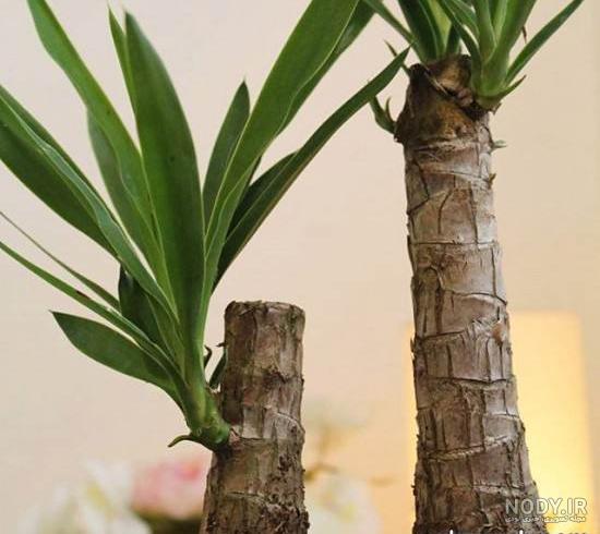 عکس گل یوکا بونسای