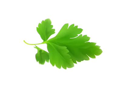 فواید و خواص سبزی جعفری ، تخم ، ساقه و ریشه آن