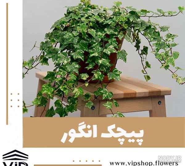 معرفی 11 نوع از زیباترین گیاهان بالا رونده و پیچکی - مجله کسب و کار بازده معرفی 11 نوع از زیباترین گیاهان بالا رونده و پیچکی - مجله کسب و کار بازده