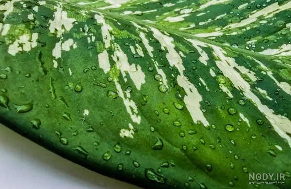 معرفی گل دیفن باخیا - گلهای شما همچنان میخندند معرفی گل دیفن باخیا - گلهای شما همچنان میخندند