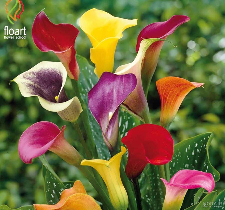 معرفی گل شیپوری(Calla Lily) و روش نگهداری آن |گُل‌سِتان