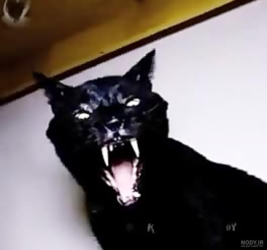 نحس بودن گربه سیاه واقعیت دارد؟ همه چیز در مورد گربه سیاه - Happypet