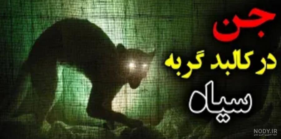 نحس بودن گربه سیاه واقعیت دارد؟ همه چیز در مورد گربه سیاه - Happypet
