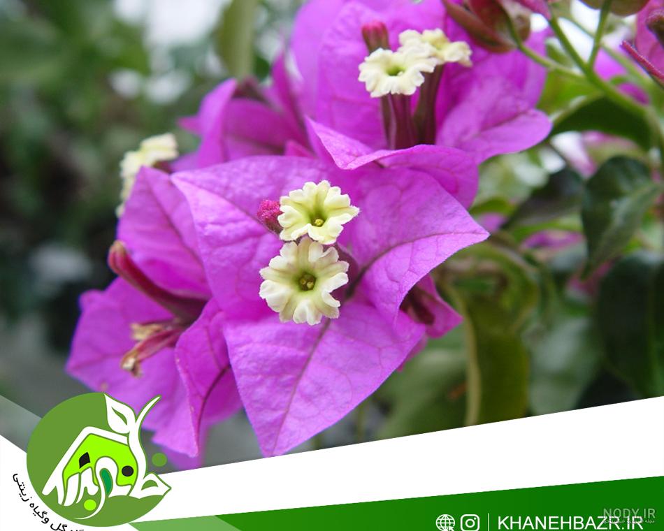 پیچک سمی و دانستنی های مهم در مورد پیچک سمی پیچک سمی و دانستنی های مهم در مورد پیچک سمی