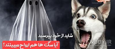 گربه جنی | آیا اجنه در کالبد گربه ظاهر می شوند