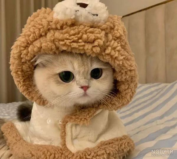 گربه های کوچولو براتون آوردم - تستچی گربه های کوچولو براتون آوردم - تستچی