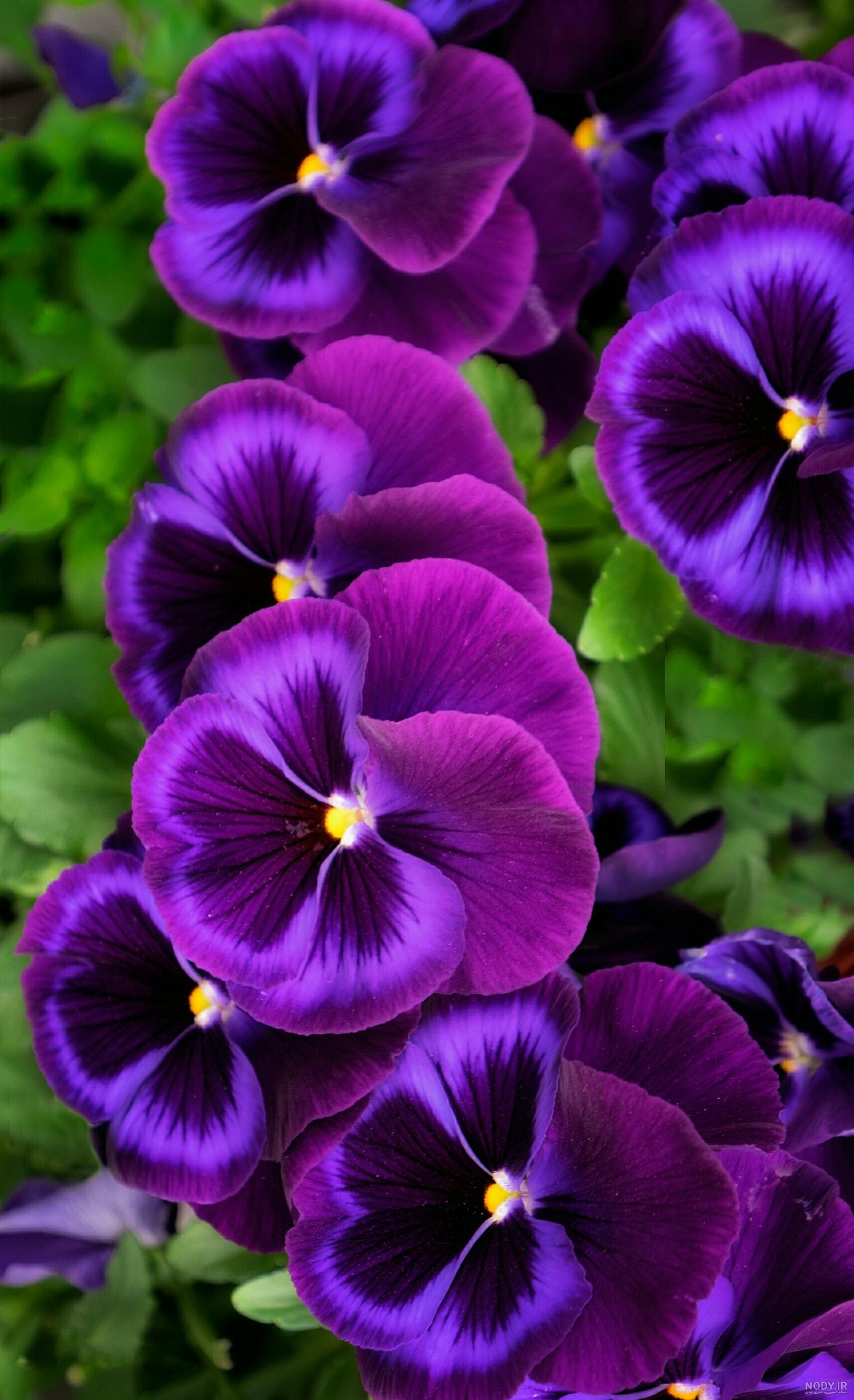 عکس گل بنفشه برای پروفایل