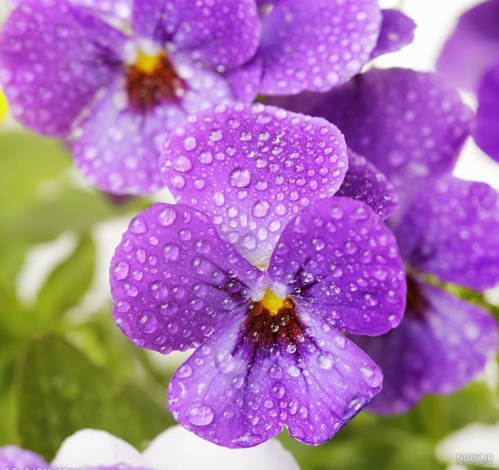 عکس گل بنفشه برای پروفایل