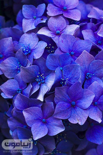 عکس گل بنفشه برای پروفایل