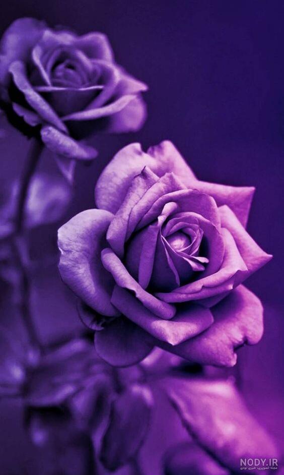عکس گل بنفشه برای پروفایل