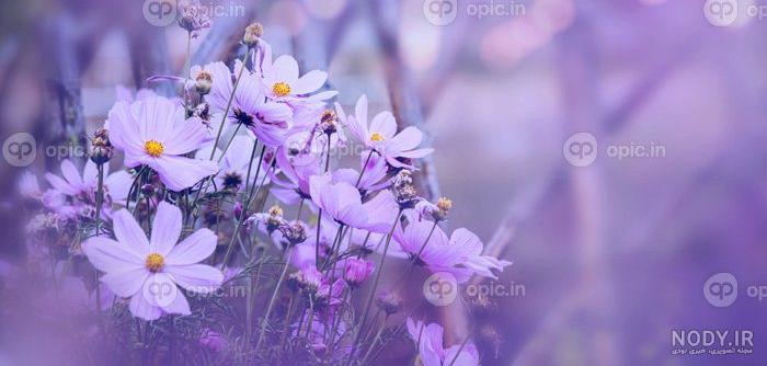 عکس گل بنفشه برای پروفایل