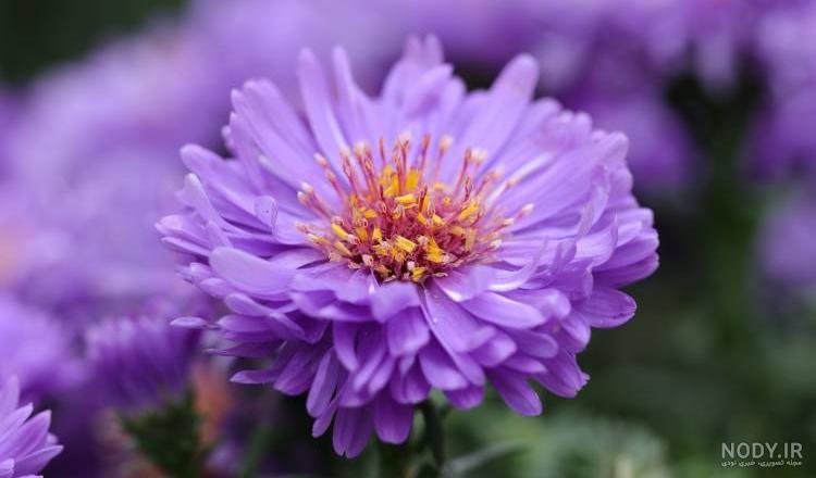 عکس گل بنفشه برای پروفایل