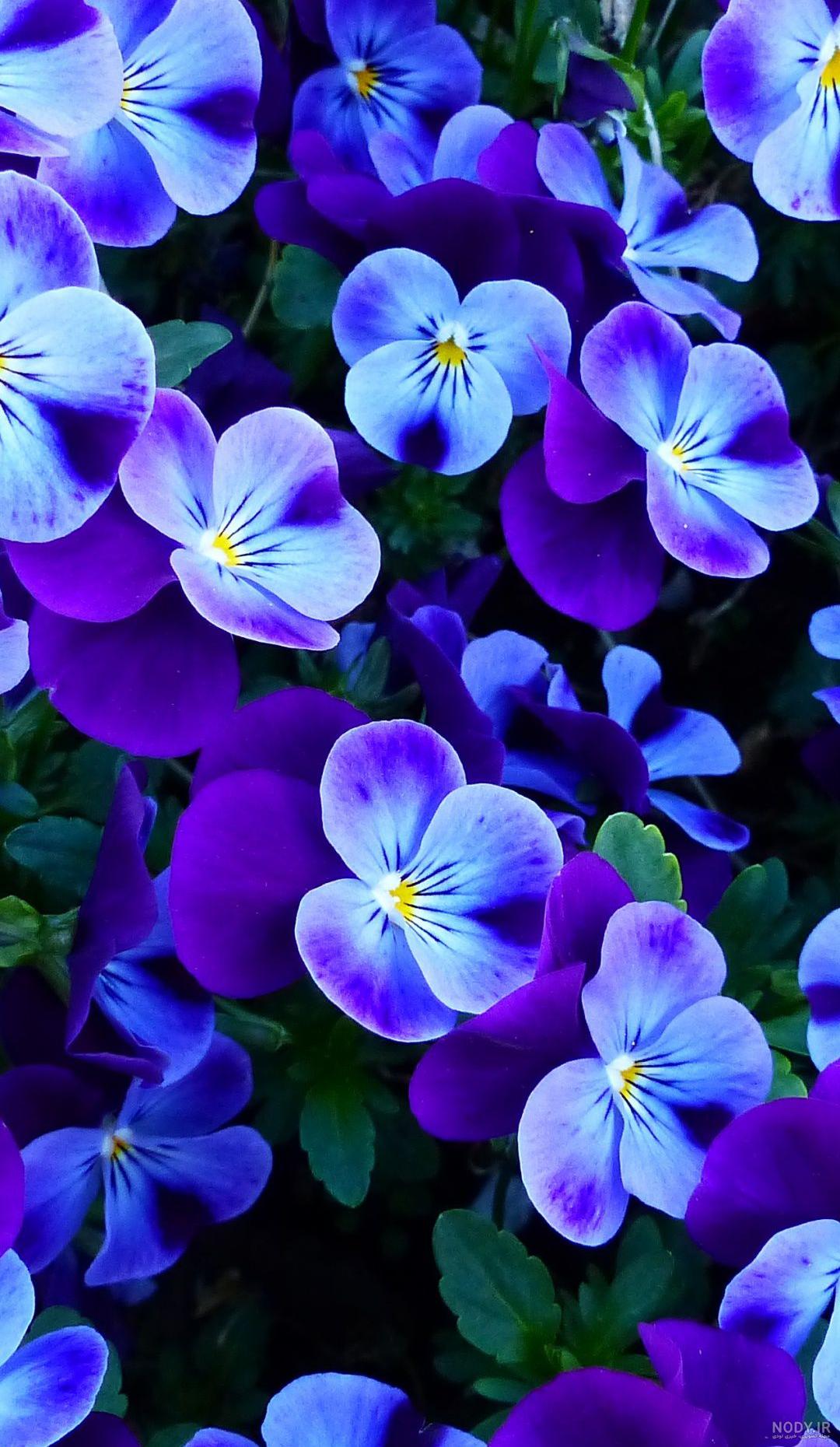 عکس گل بنفشه برای تصویر زمینه