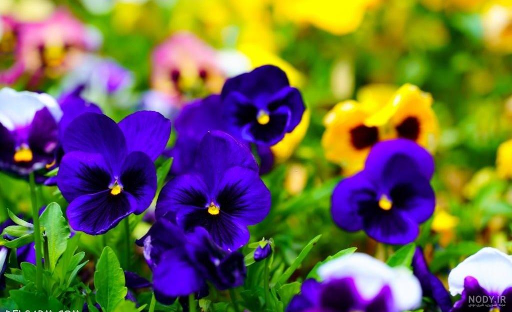 عکس گل بنفشه برای پروفایل