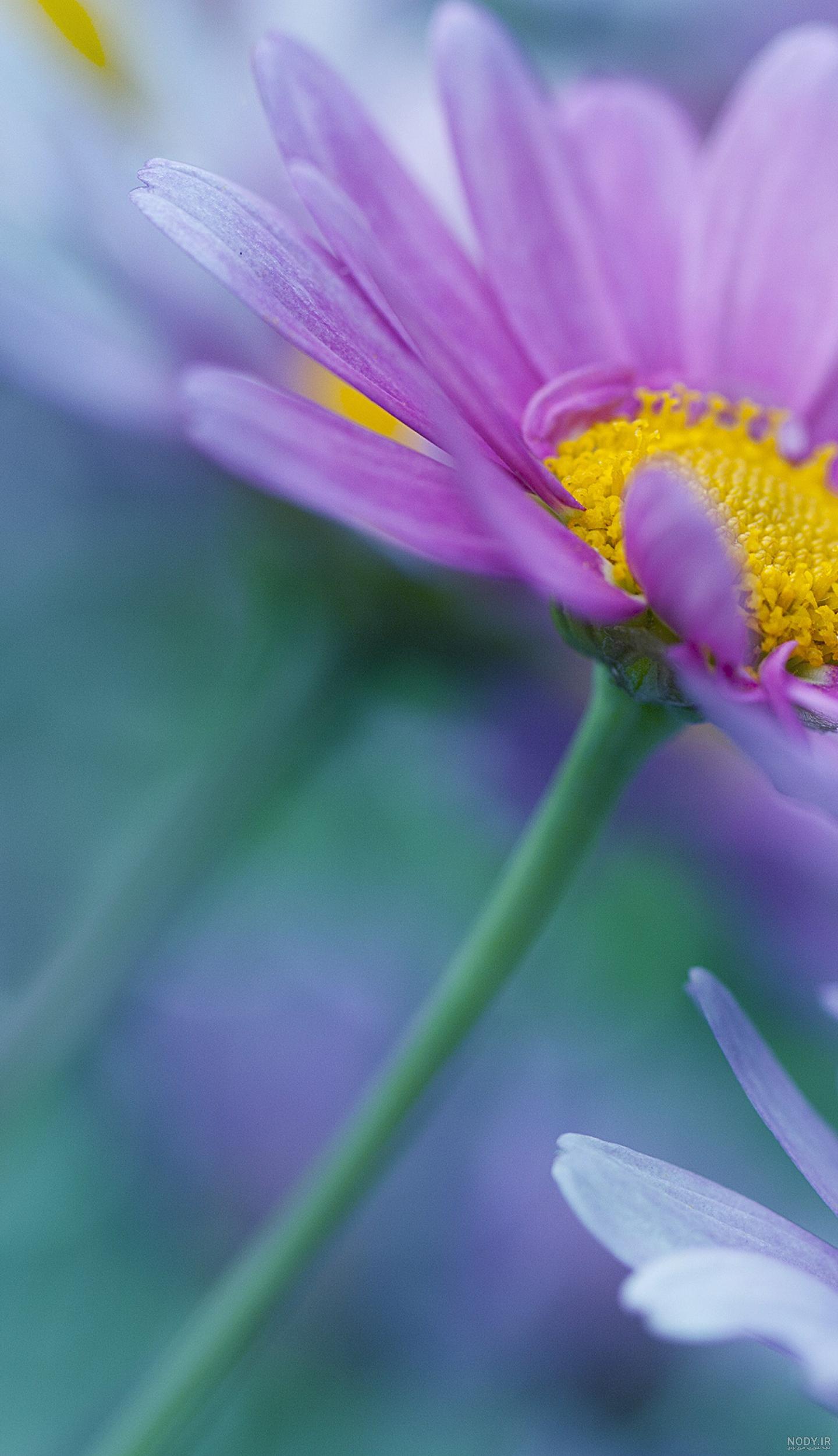 عکس گل بنفشه برای پروفایل