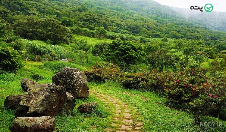 20 تا از زیباترین و سرسبزترین جنگل های شمال | امروز کجا بریم؟