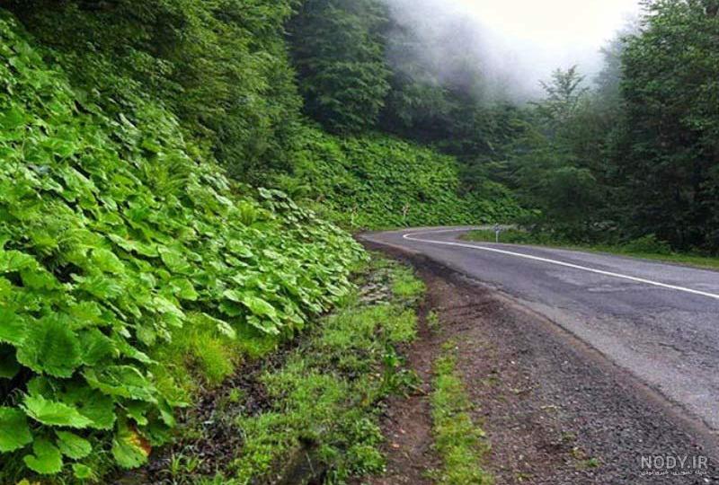 20 تا از زیباترین و سرسبزترین جنگل های شمال | امروز کجا بریم؟