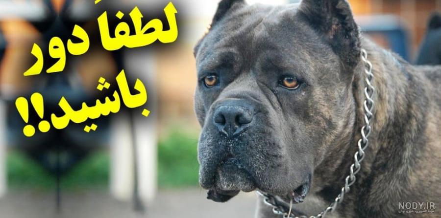 17 نژاد سگ بزرگ جثه در دنیا 17 نژاد سگ بزرگ جثه در دنیا