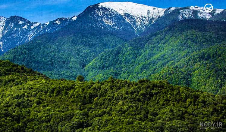 آشنایی با زیباترین جنگل‌های شمال کشور +تصاویر - مشرق نیوز