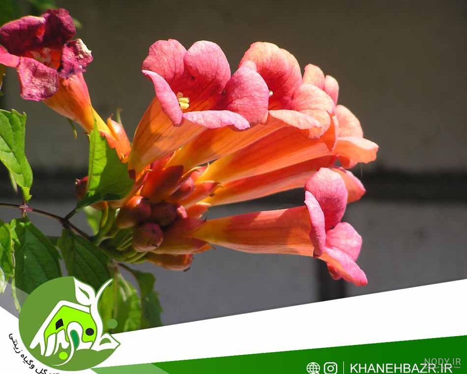 بذر پیچک گل اناری یا شیپوری - خانه بذر | فروشگاه بذر وارداتی گل و گیاه  زینتی 1403