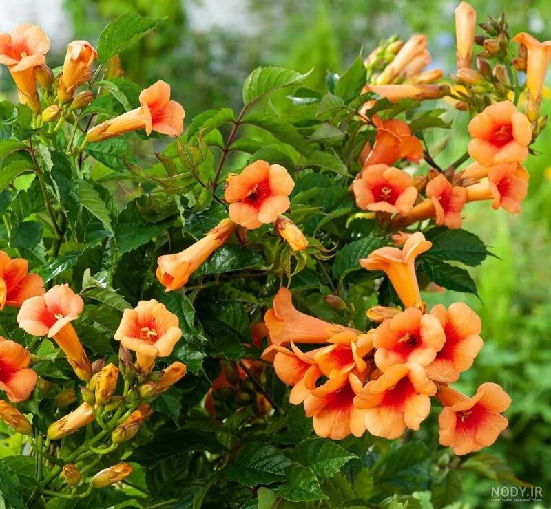 بذر گل نیلوفر پیچ کاردینال
