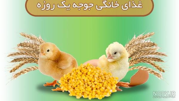 تزیین جوجه کباب خانگی با جعفری برای مهمانی + تزیین سفره کباب تزیین جوجه کباب خانگی با جعفری برای مهمانی + تزیین سفره کباب
