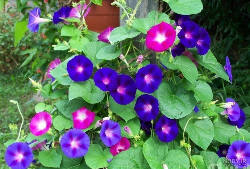 تکثیر پیچ اناری و روش های رشد و پرورش آن