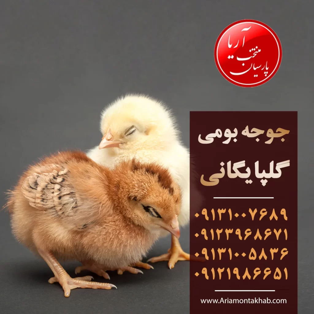 جوجه کباب لاری و بهترین روش تهیه و پخت آن - دهکده پروتئین ایران جوجه کباب لاری و بهترین روش تهیه و پخت آن - دهکده پروتئین ایران