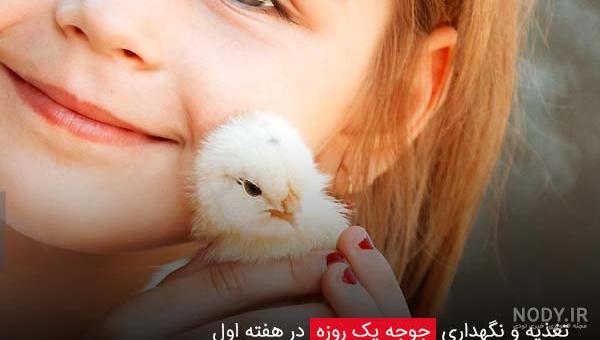 جوجه کباب محلی طبخی | سفارش آنلاین رستوران اردشیر جوجه کباب محلی طبخی | سفارش آنلاین رستوران اردشیر